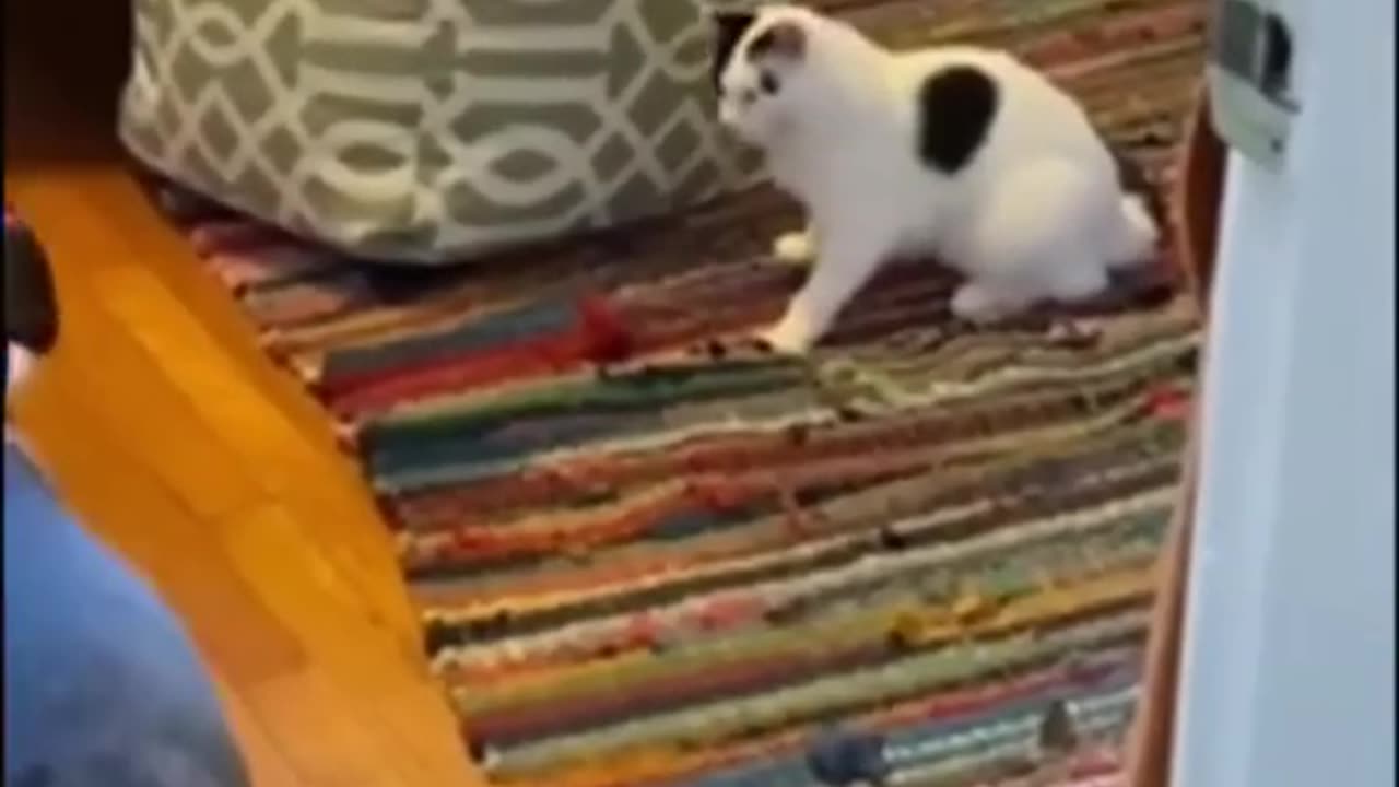 Sharing My Cute Pets Cat and Puppy Dog Funny Moment | Viral Cat