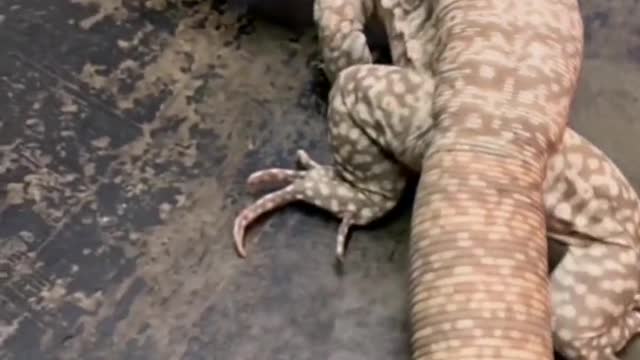 The giant gecko # science # monitor lizard