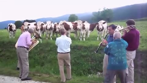ANIMALS and POWER OF MUSIC 🎼🎷📢.mp4