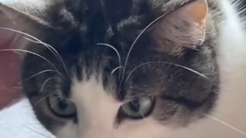 The cat watches the shrew and wants to eat it