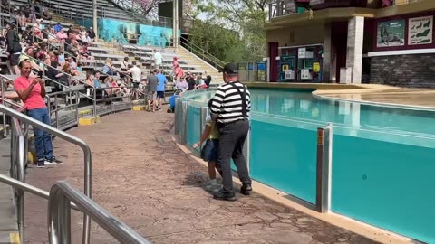 Tom the Seaworld Mime: A Must-See Performance