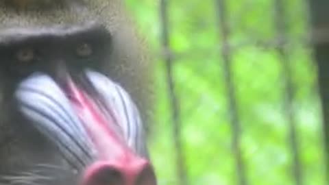 mandrill