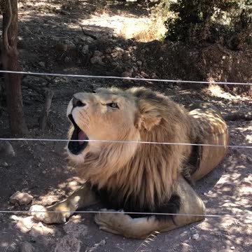 Roaring lion behind fence