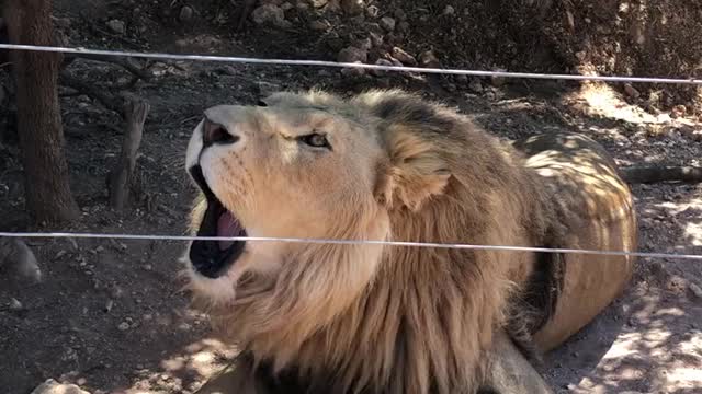 Roaring lion behind fence