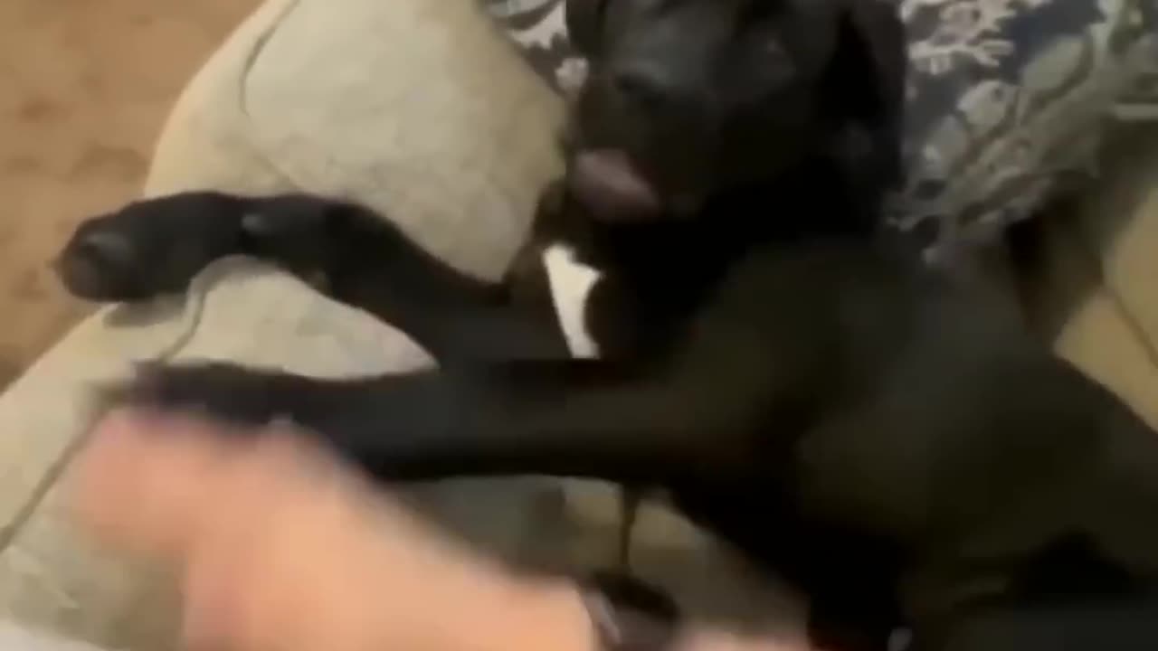 Funny Animal Videos 😂 Try Not To Laugh 🤣 Funniest Cats And Dogs Videos - Part 11 #shorts #short
