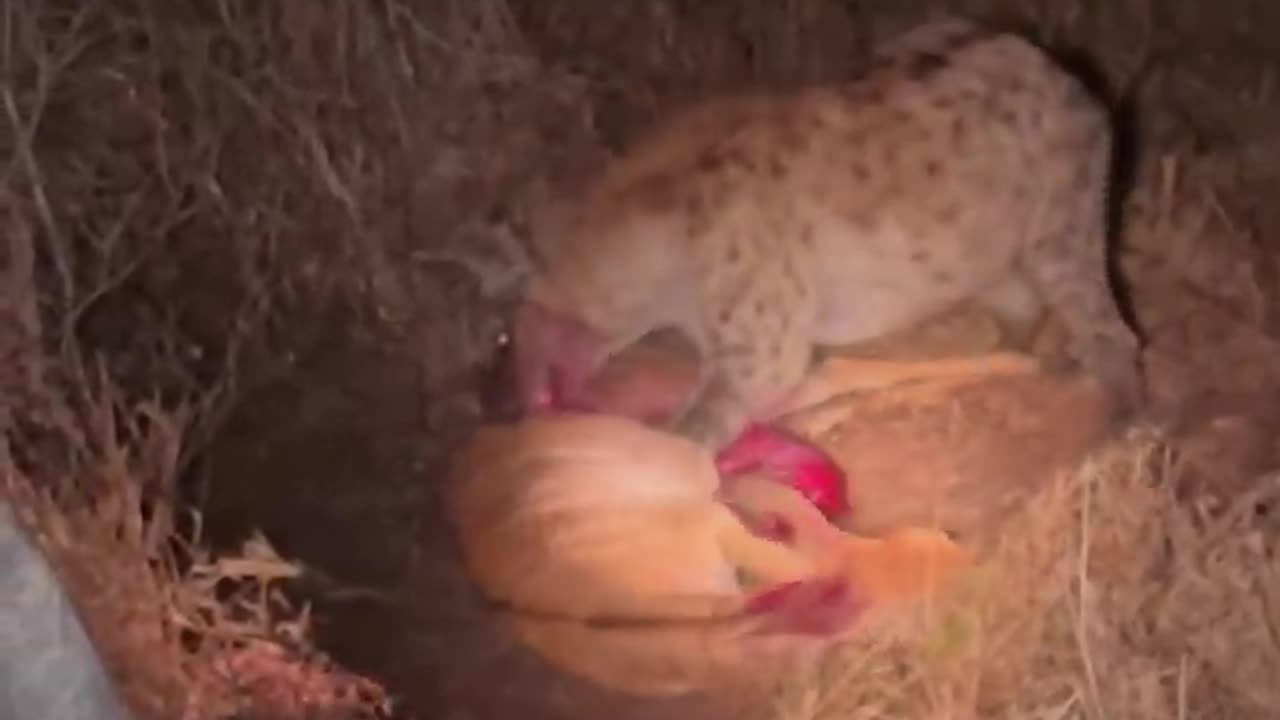 Hyena eats buck while it cries for help 😢