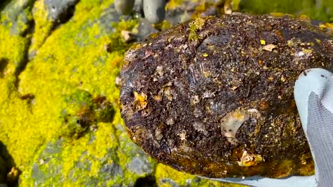 Sea turtle rot because of black cement secreted by barnacles she need to remove barnacles from shell