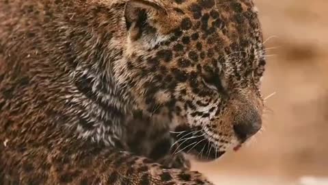It is the famous leopard