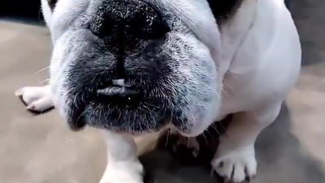 Reply to Thug doggo! 😎🐶 #funnydog #bulldog #mask
