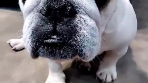 Reply to Thug doggo! 😎🐶 #funnydog #bulldog #mask