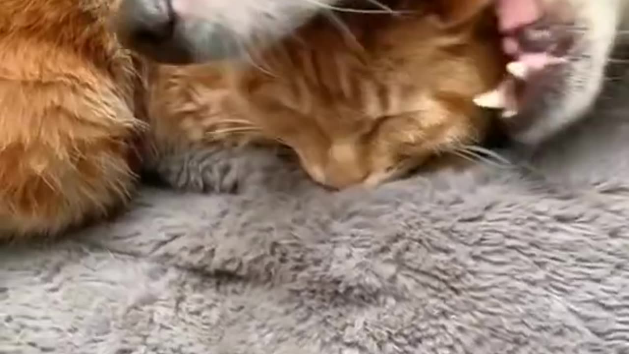 funny video