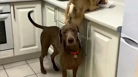 dogs love sweets