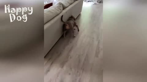 Cute cats and Dogs | Funny video #88