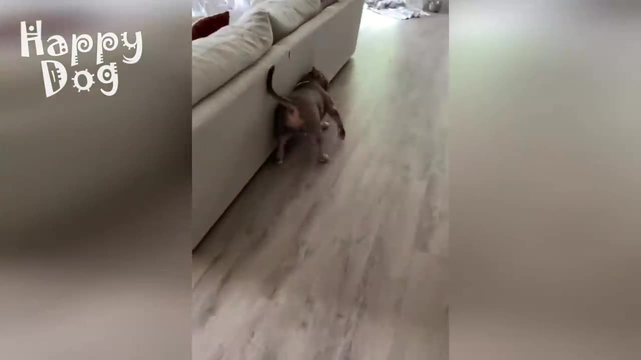 Cute cats and Dogs | Funny video #88