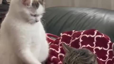 Funny Animal Videos 2024 Best Dogs And Cats Videos 😺😍 #56,
