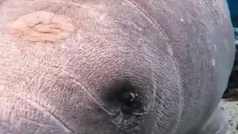 Did You Know Manatees Have Ears_ #shorts #shortvideo #video #virals #videoviral