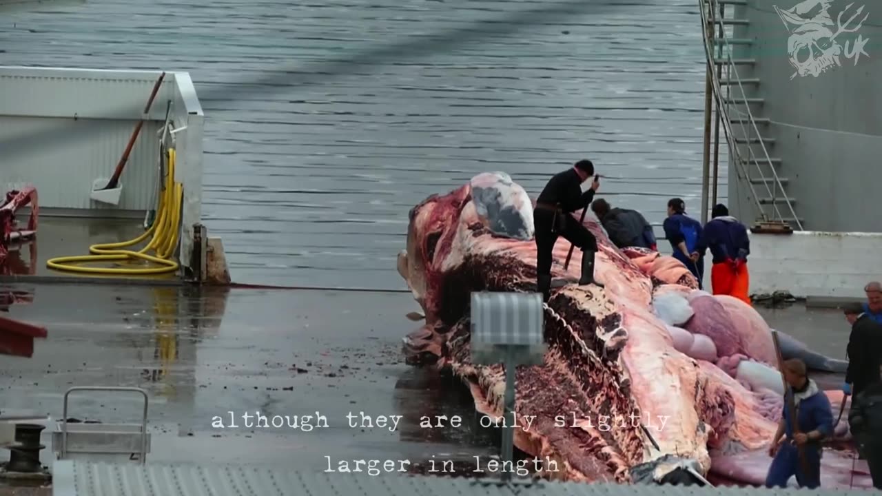 🚨25 DEATHS, 25 REASONS: EPISODE 1🚨 by Captain Paul Watson Fundation UK