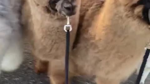 Who would you like to hike alpaca with
