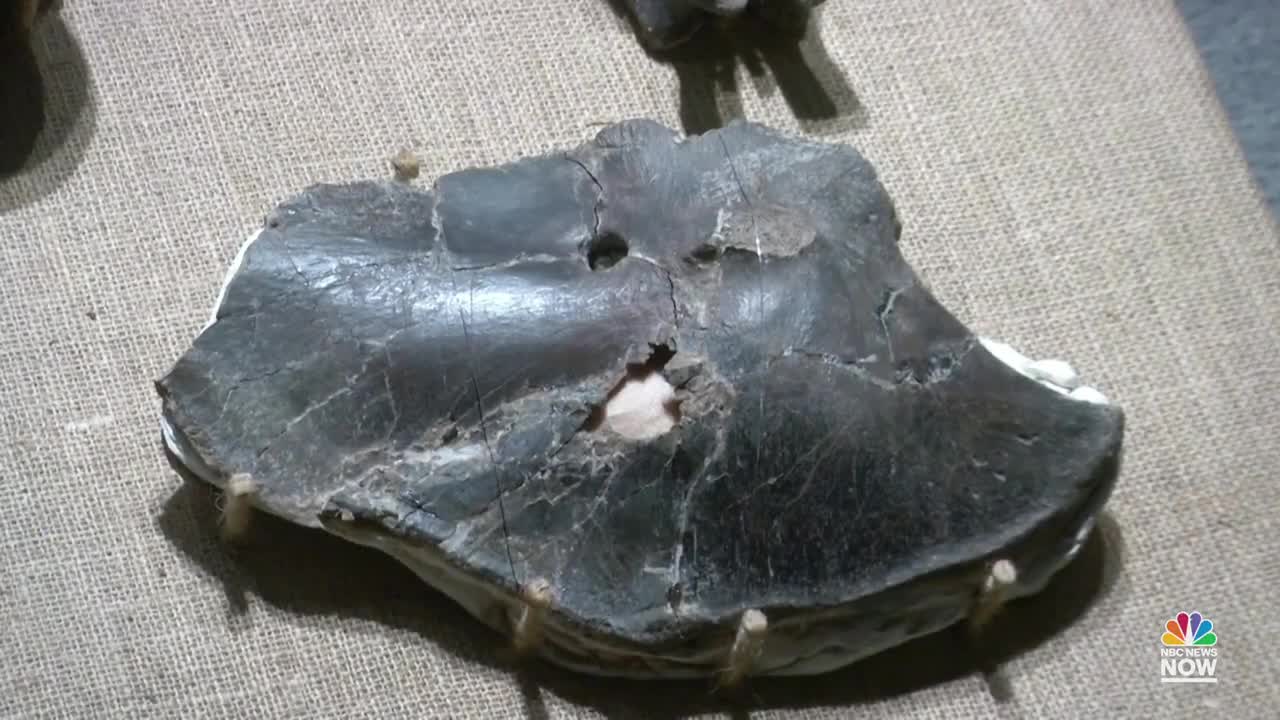 Fossil Of 'Megaraptor' With Blade-Like Claws Discovered In Argentina
