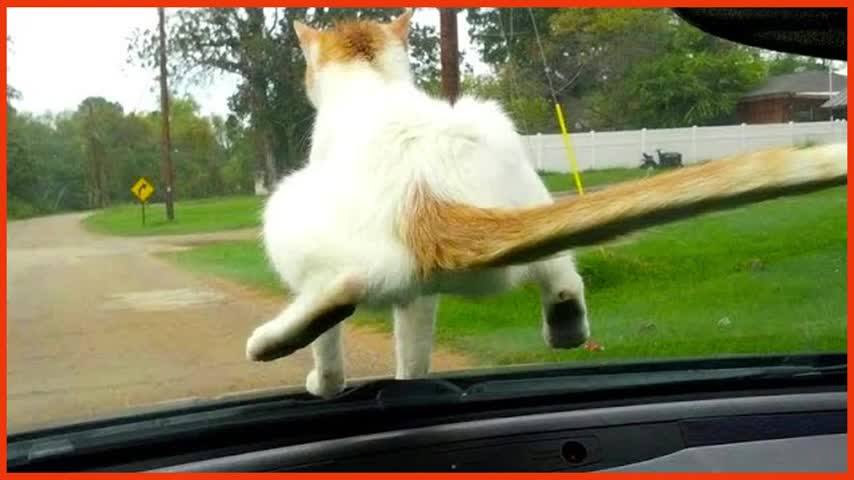 🤣 Funniest 😻Cats And 🐶 Dogs From Tik Tok - Funny Pet Animals