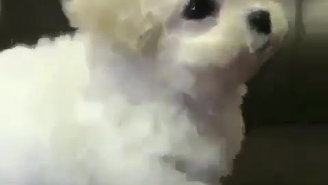 The cute dog is on the sofa