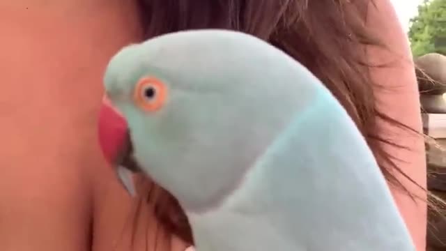 Parrot,, baby blue chicken boob