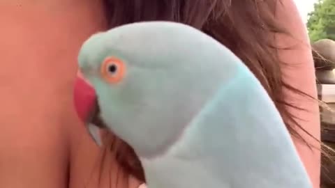 Parrot,, baby blue chicken boob