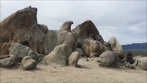 Stone Fossilized Big Birds