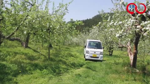 Snow Apple Harvest and How to Store Apple Under Snow, Japanese Apple Farming Technique