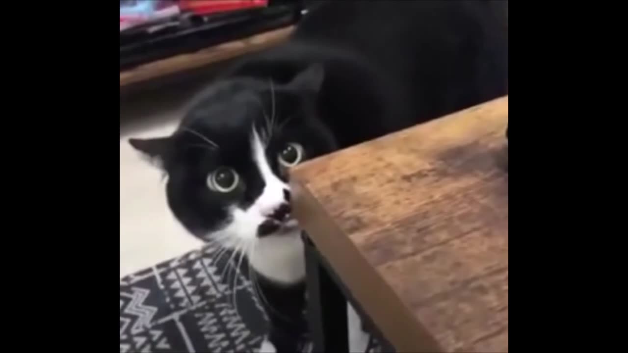 Lonely cat funny video | lonely cat | comedy cat video