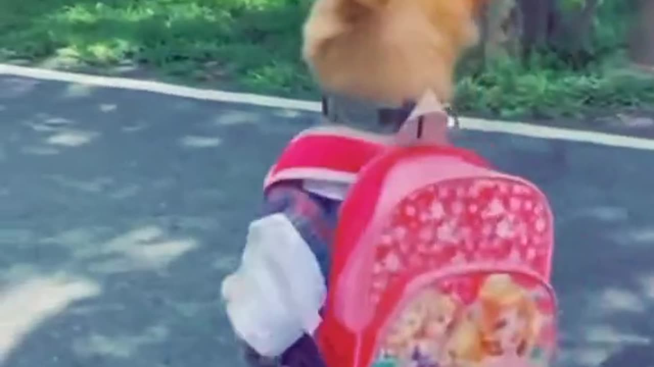 Best video 🐕 Dog funny