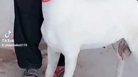 Animal goat beautiful