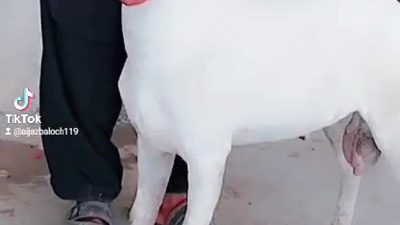 Animal goat beautiful