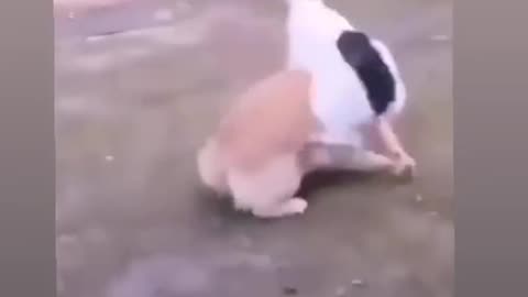Funny cat and dogs 🐕 animal video 😂😂😂😂