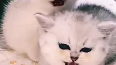 #short video|| cute cat❤️❤️