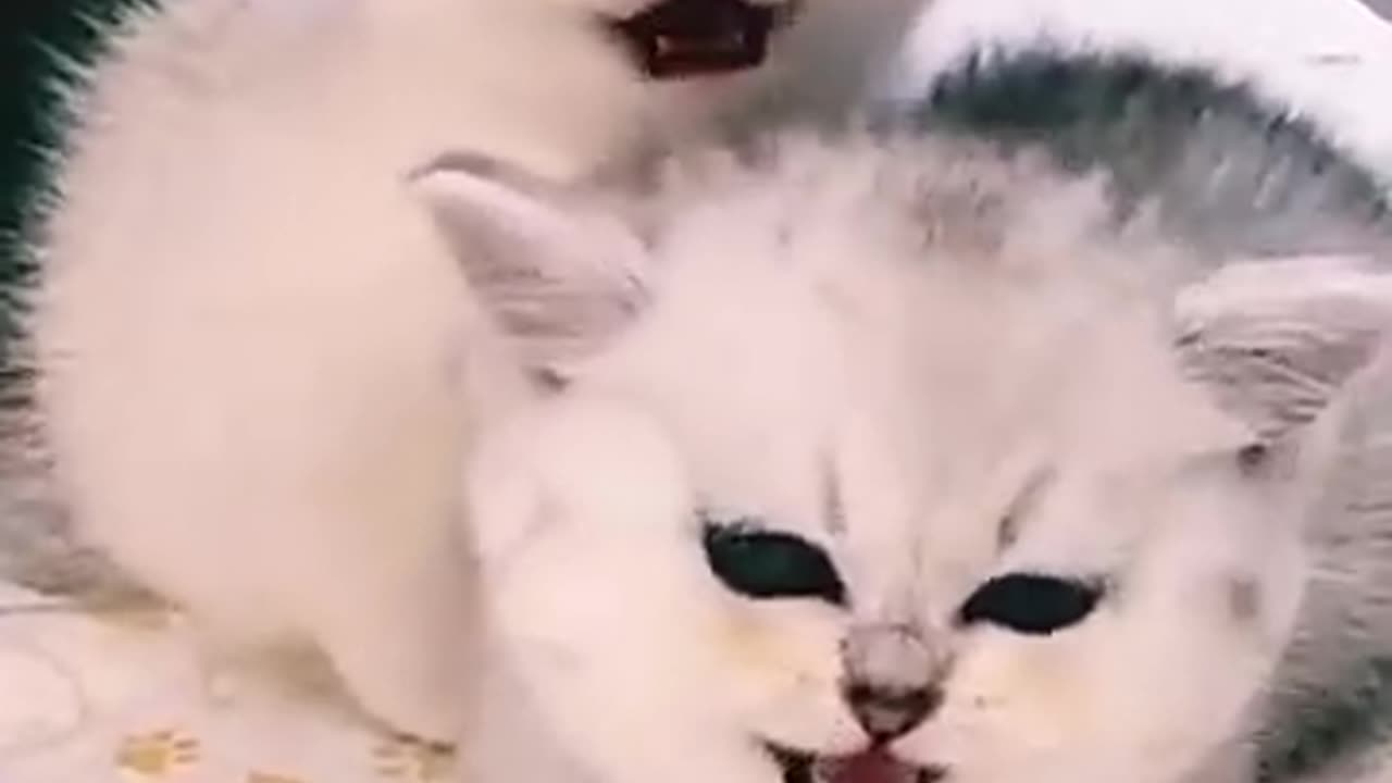 #short video|| cute cat❤️❤️