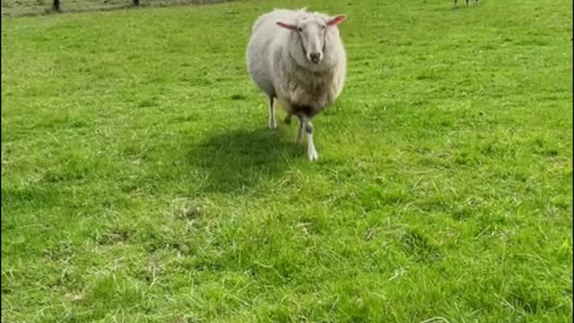 What is the hair of the sheep used for?