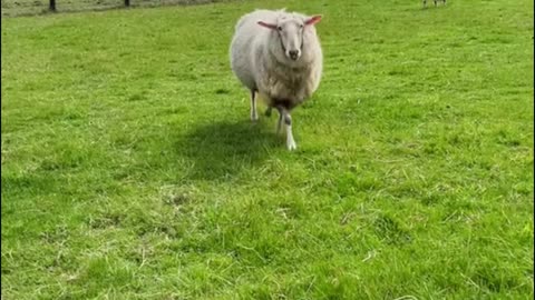 What is the hair of the sheep used for?