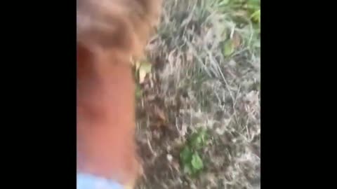 Funny and Cute Horse Videos That Will Change Your Mood For Good