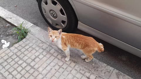 Stop de maltraiter les animaux SDF