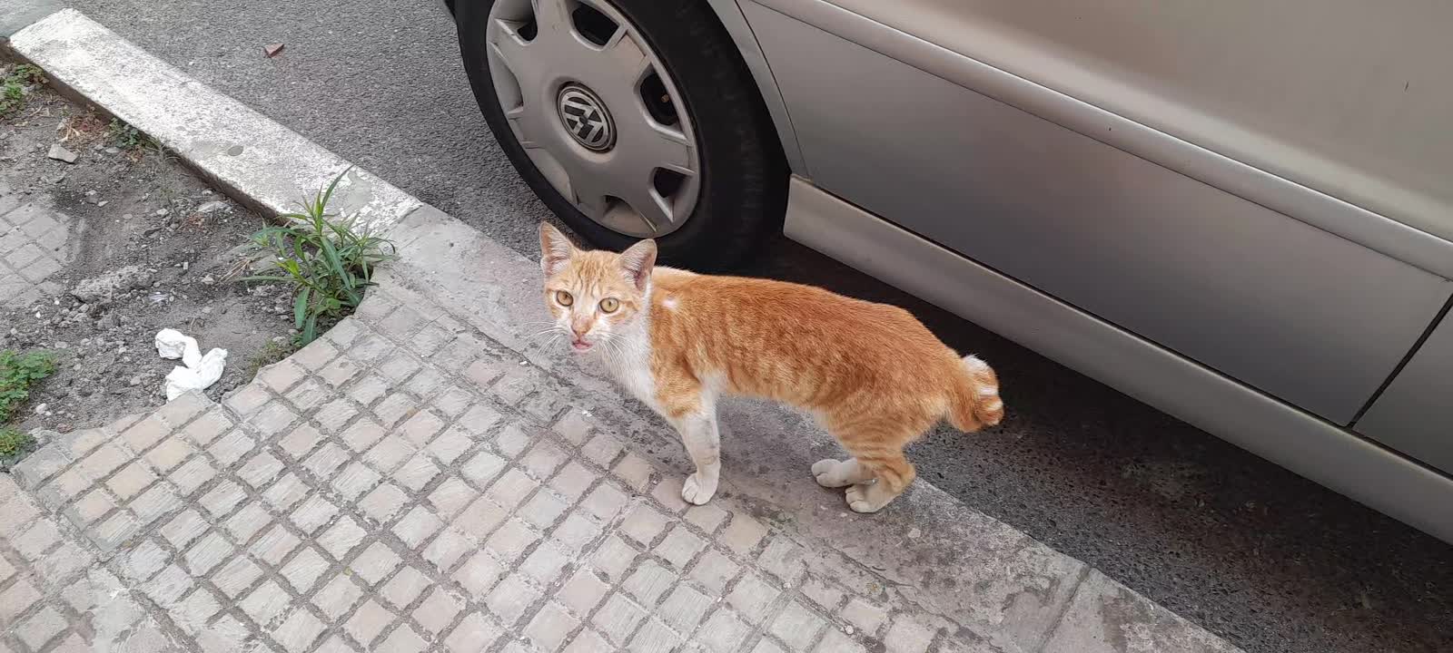 Stop de maltraiter les animaux SDF