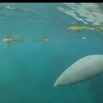 The graceful manatee are abundant this year in our Florida springs. -