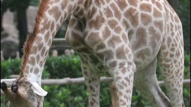 giraffe
