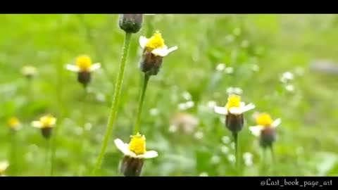 Rainy season cinematic beauty