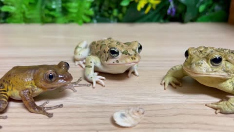 Frog vs frog