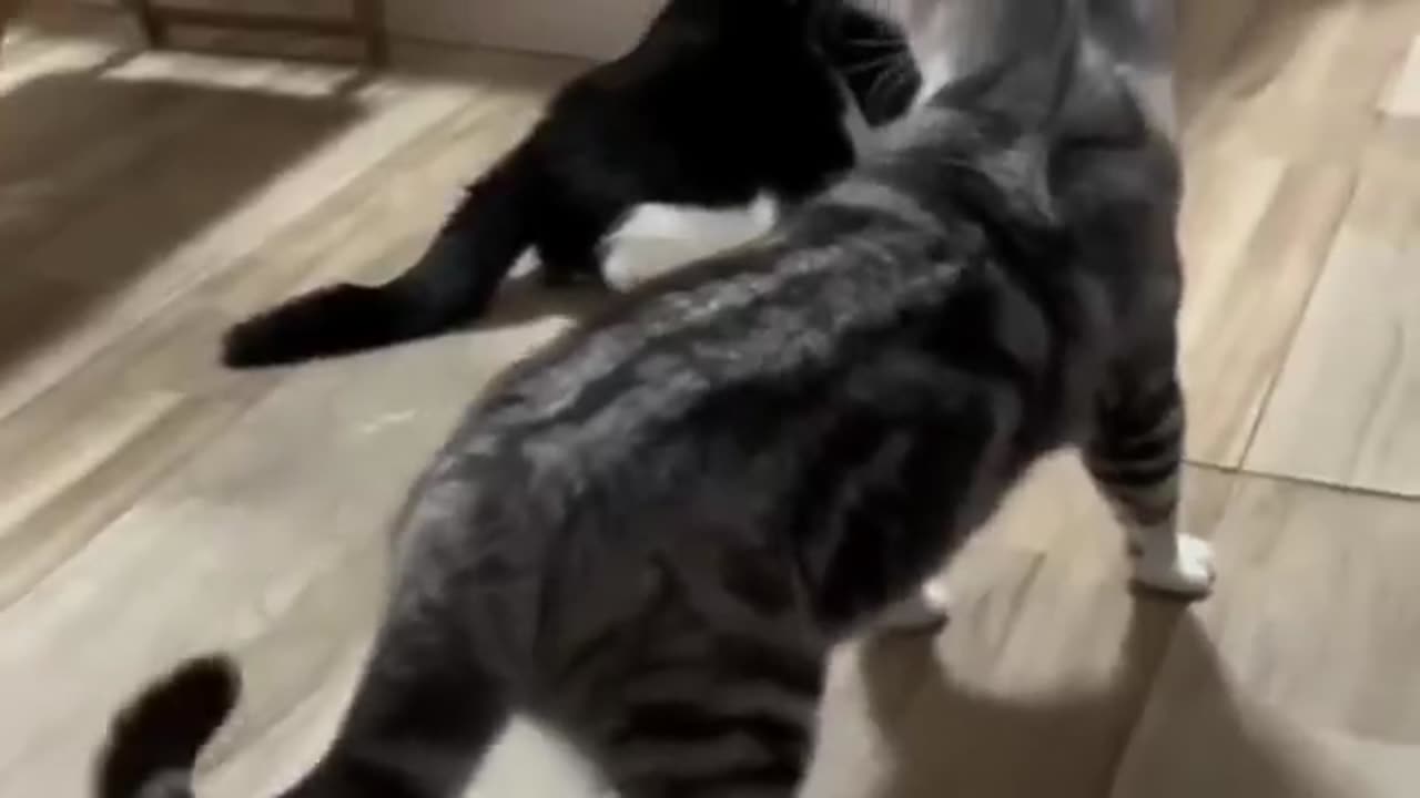 FUNNY CATS VS FUNNY CATS~FUNNIEST CATS VIDEOS COMPILATION