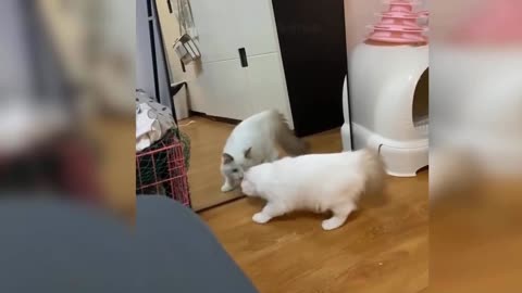 my crazy cat fighting with mirror