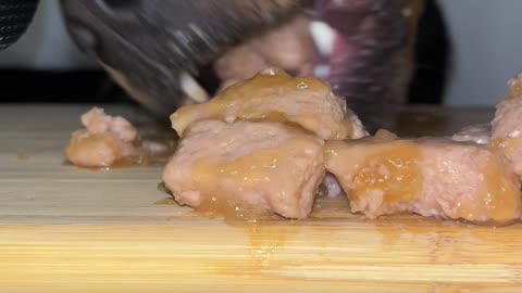 Cute Dog Eats Raw Beef ASMR #viral #trending