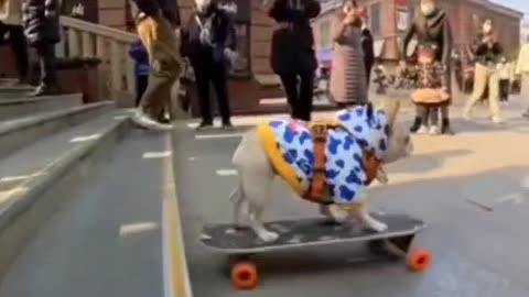 New Doggy Tricks!