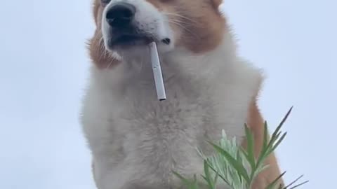 Lovely dog